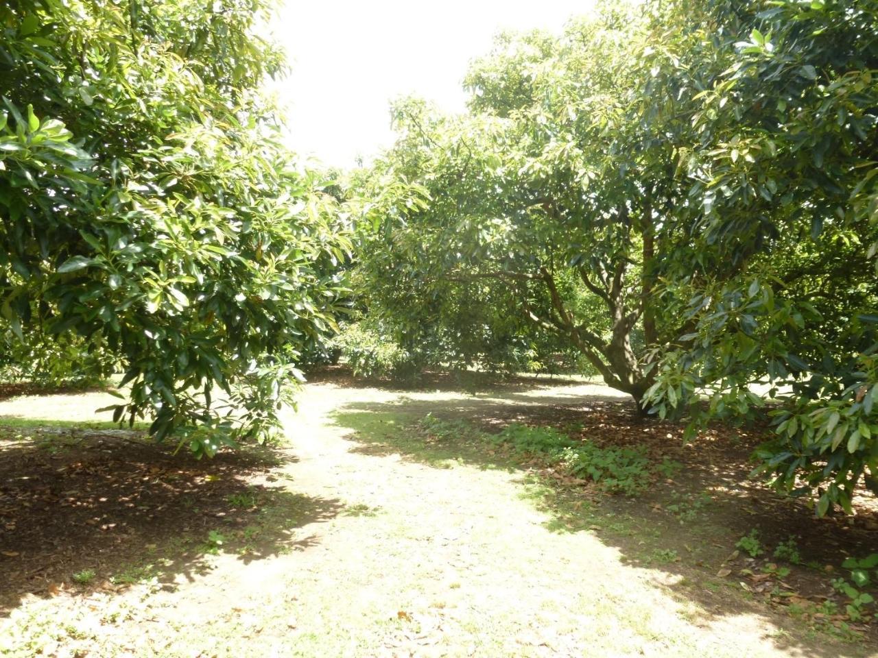 Paradise Grove ฟางามาตา ภายนอก รูปภาพ